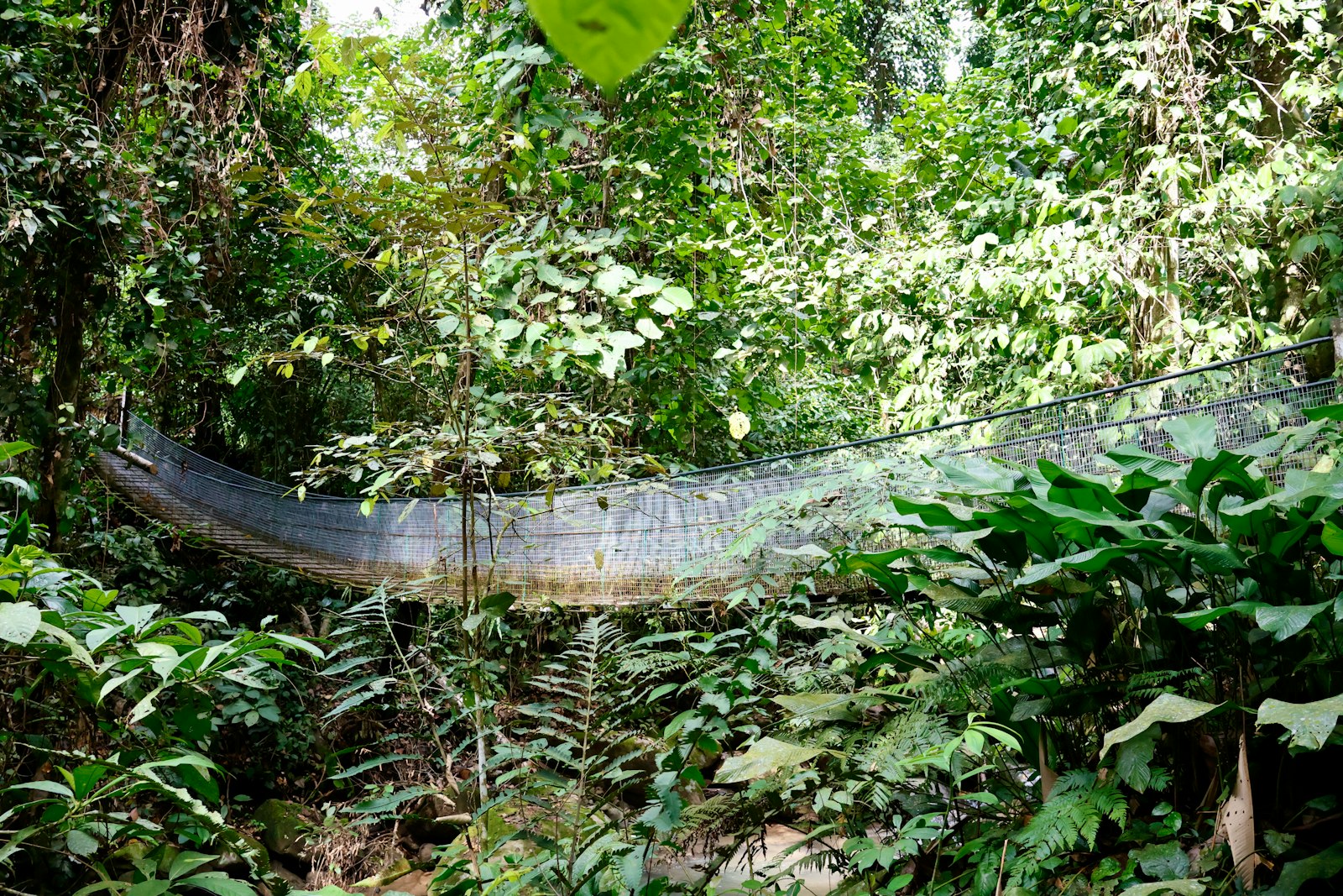 Bukit Bangkirai: Jembatan Kanopi Dekat IKN