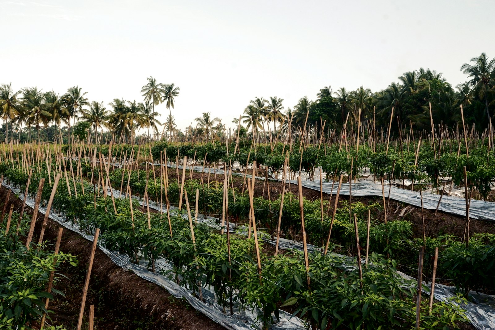 Persemaian Mentawir: Pusat Reforestasi IKN