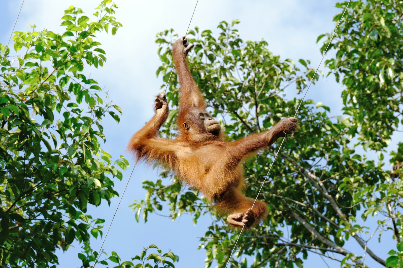 Samboja Lestari: Orangutan Dekat IKN & Balikpapan